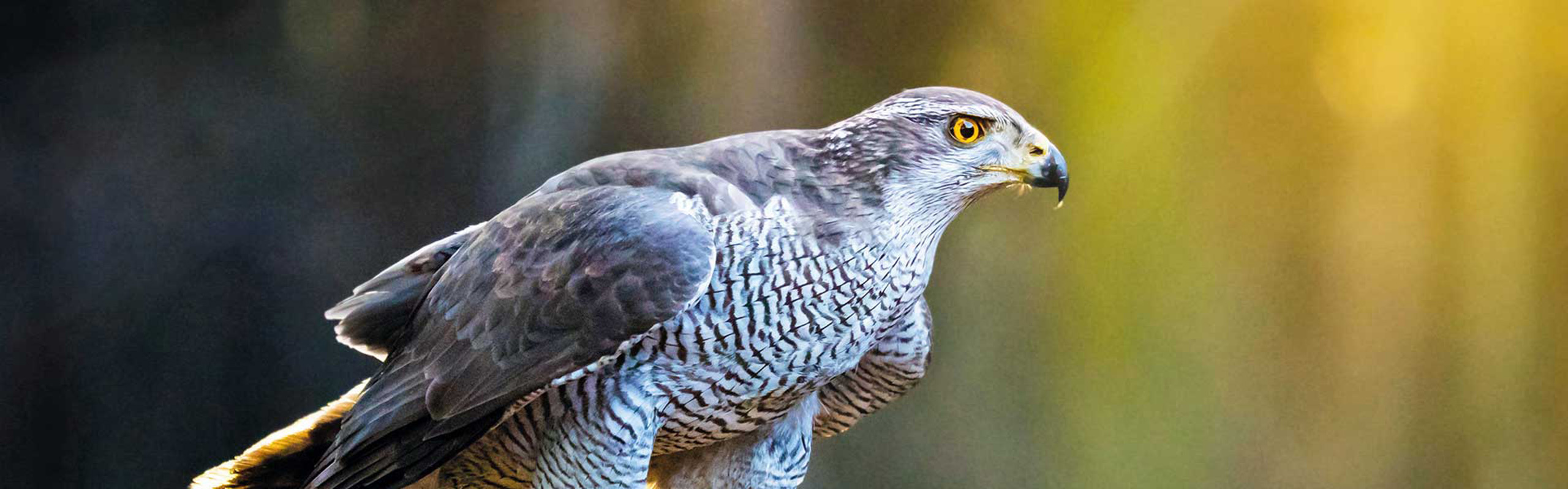 Bild eines Habichts.