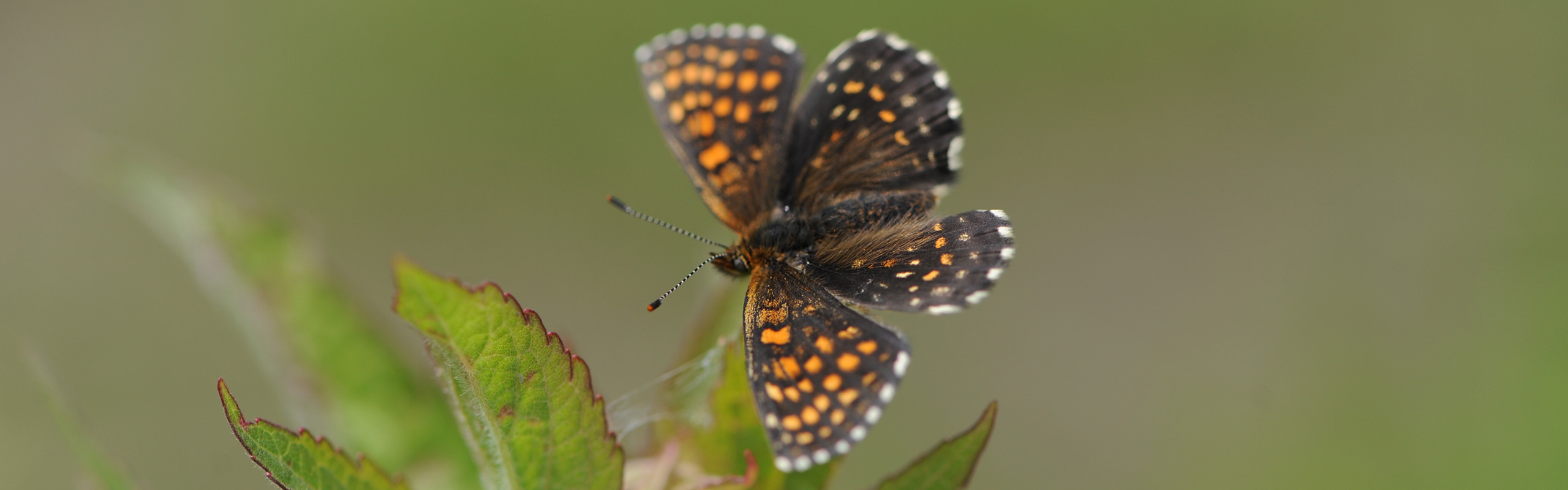 Bild eines Schmetterlings