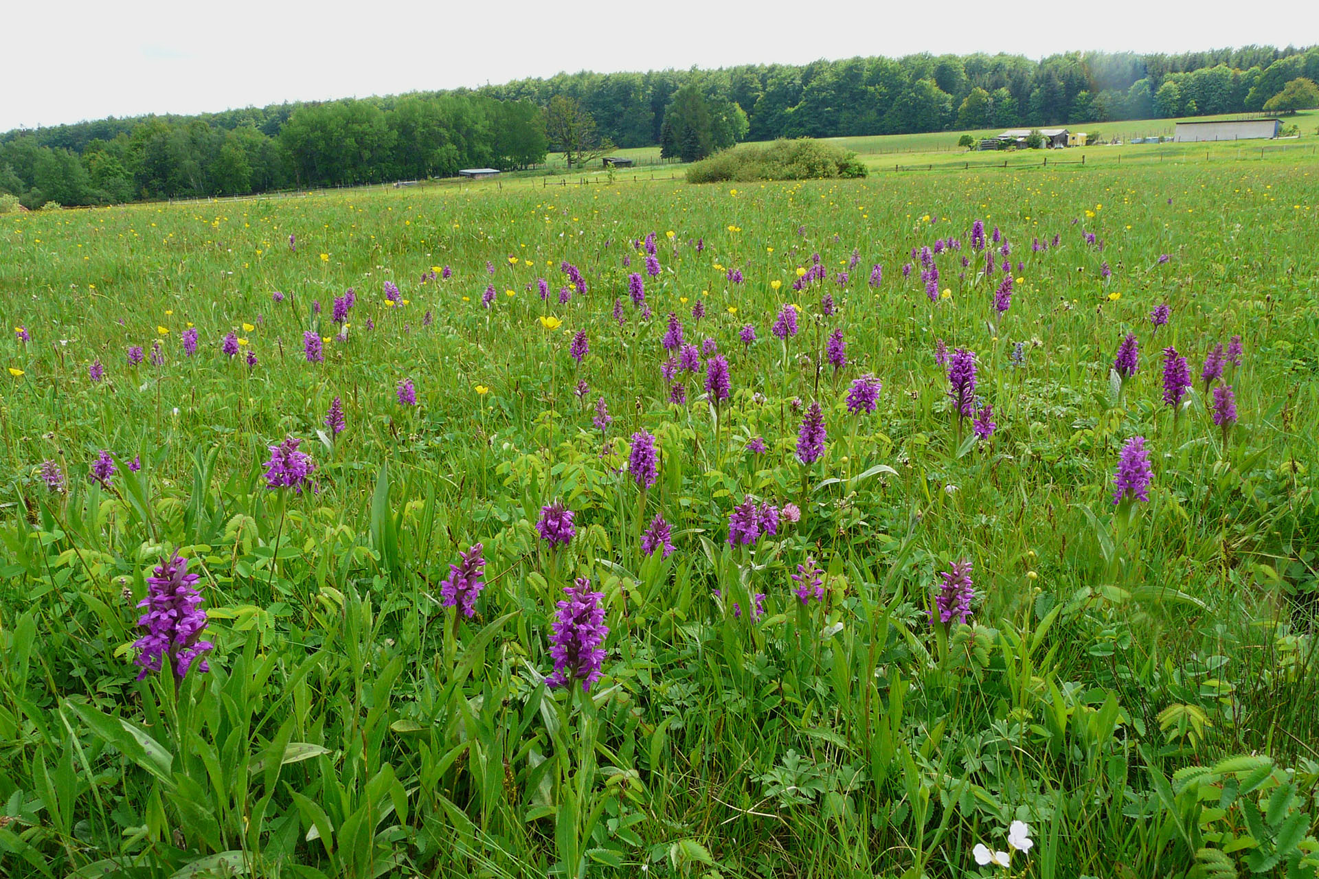 Breitblättriges Knabenkraut auf der Weikertswiese