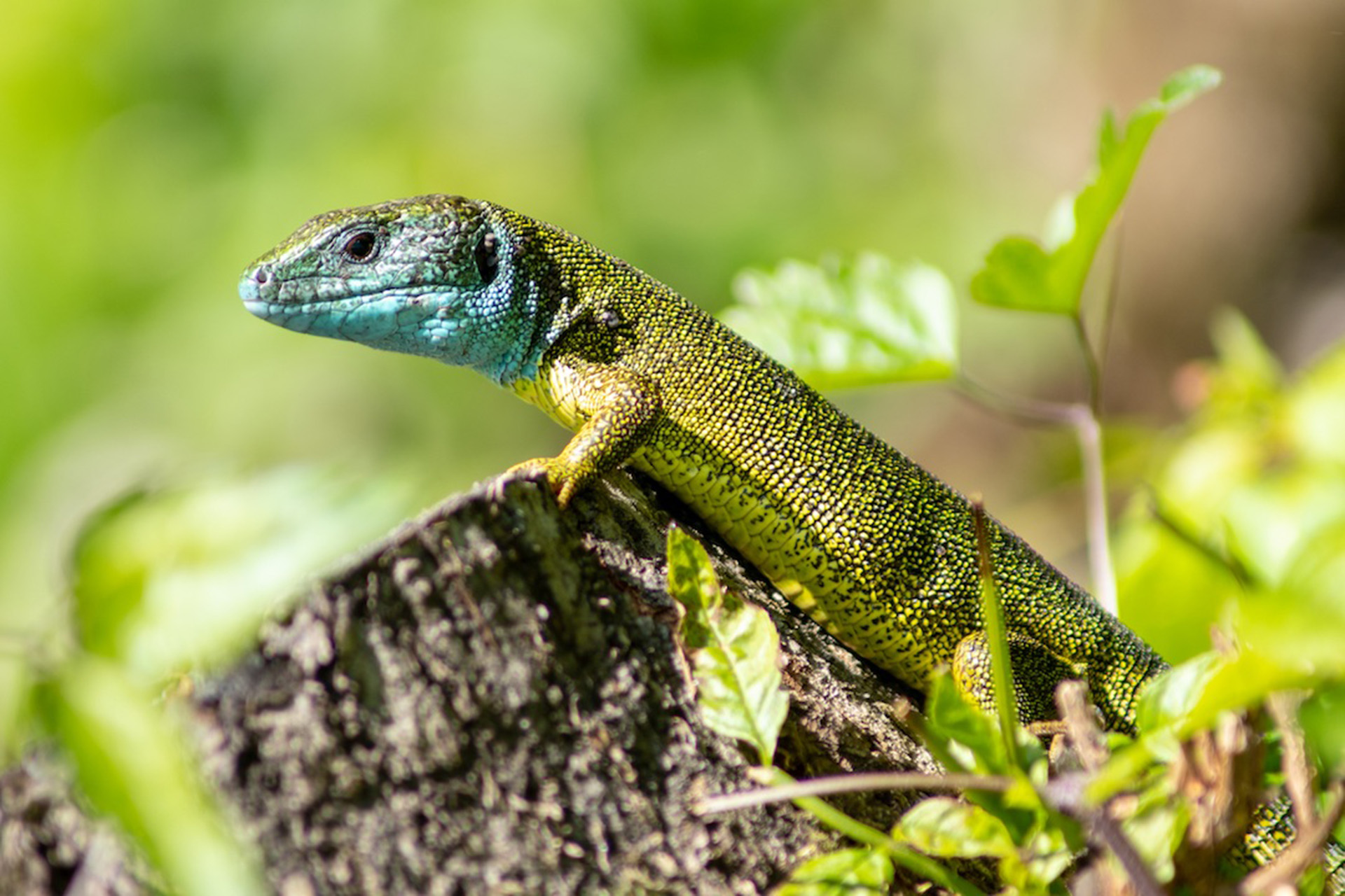 Smaragdeidechse