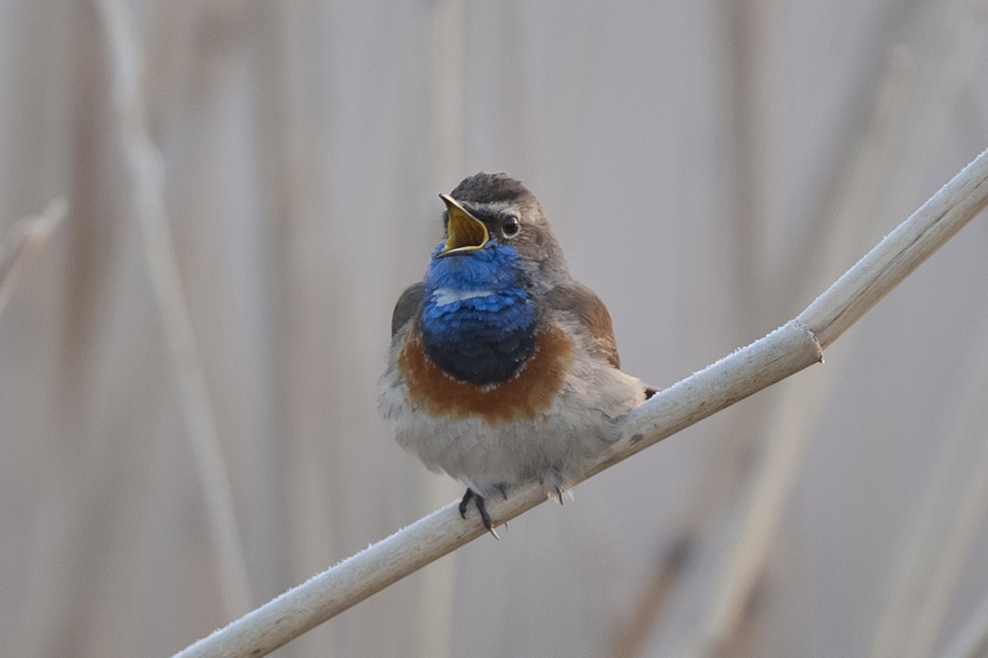 Blaukehlchen im Schilf