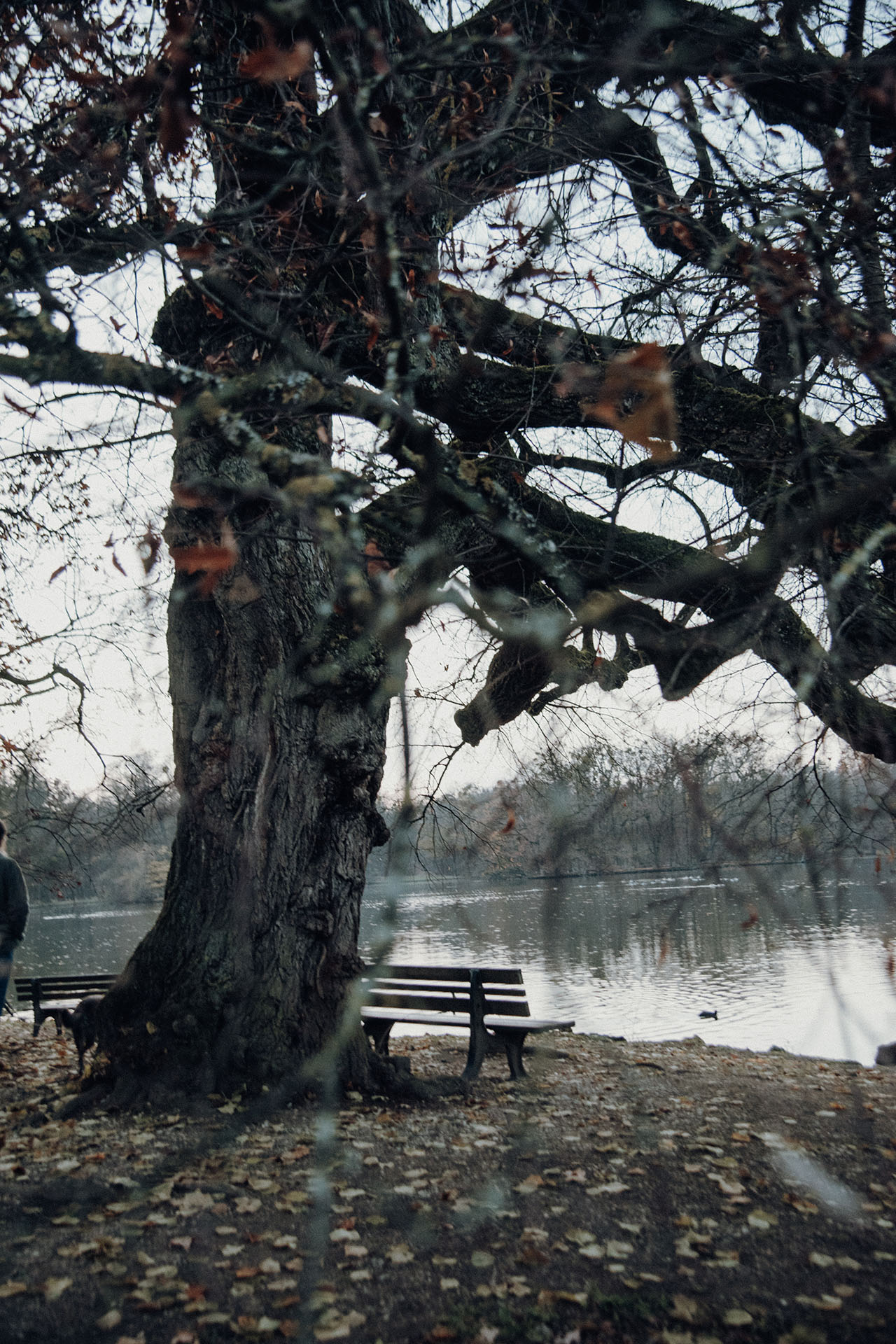 Altbaum am Pagodensee