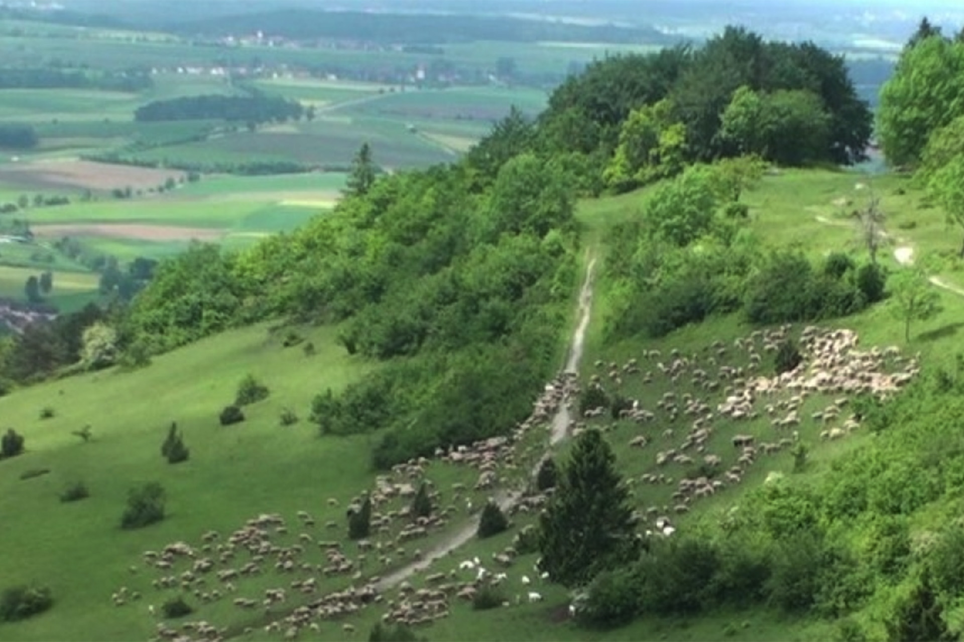 Schafherde am Südhang des Hesselbergs