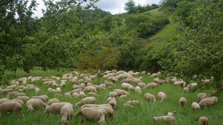 Hangflächen mit Schafen beweidet
